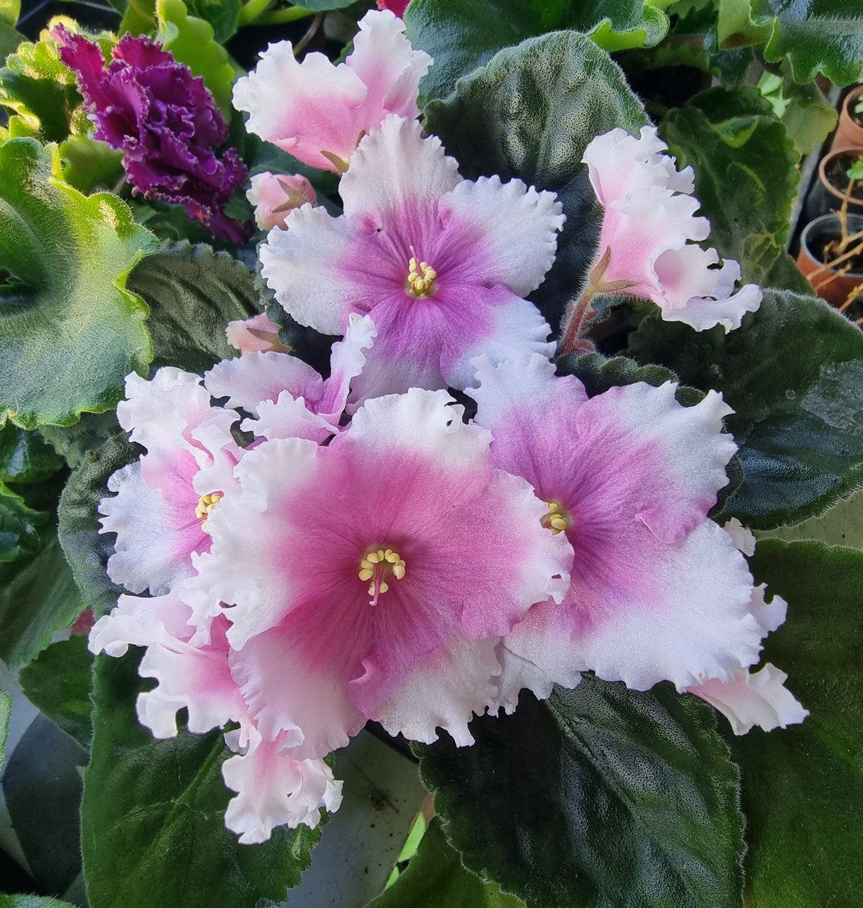 ПТ Свет в ночи/ цветущее растение, фото 1