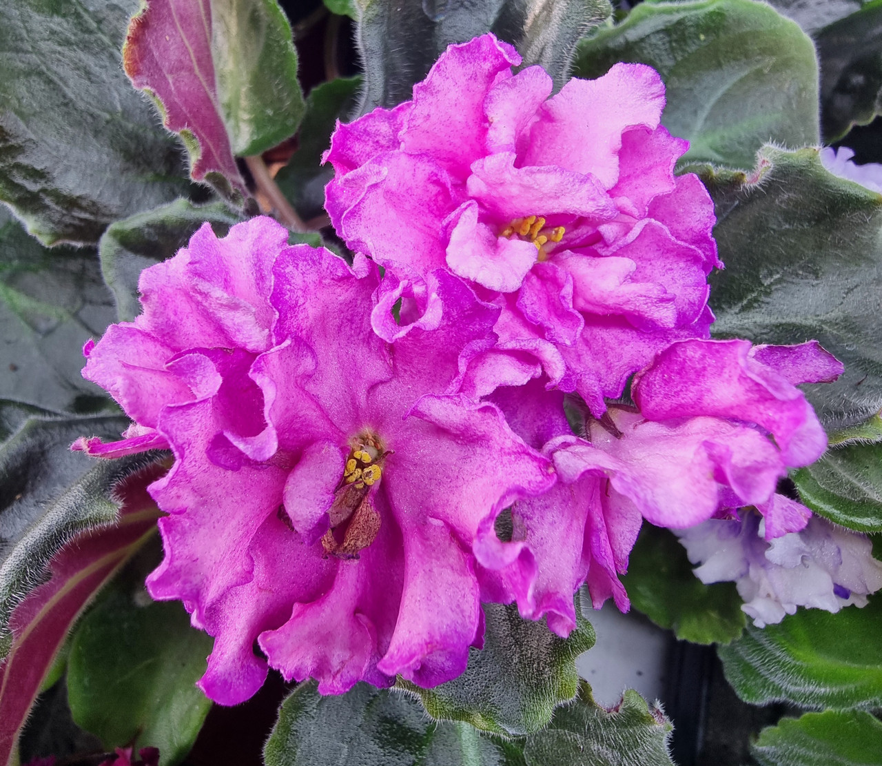 НД Владислав/ цветущее растение, фото 1