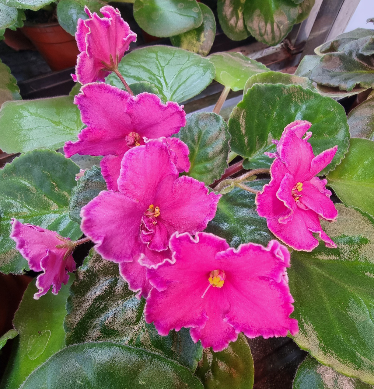 Ват Фонарик/ цветущее растение, фото 1