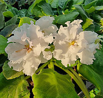 ТР Анна Павлова/ цветущее растение