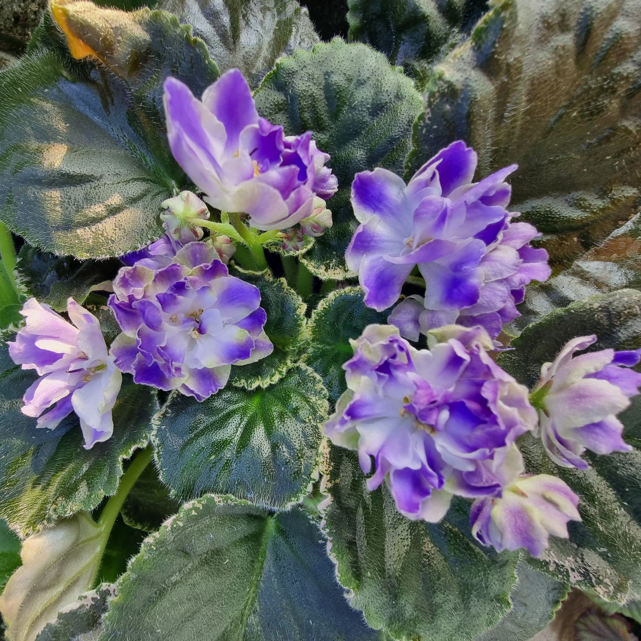 Cajnons Lady Ivon/ цветущее растение, фото 1