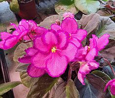 Optimara Mishele/ цветущее растение