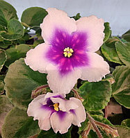 ИВ Магия Неба/ цветущее растение