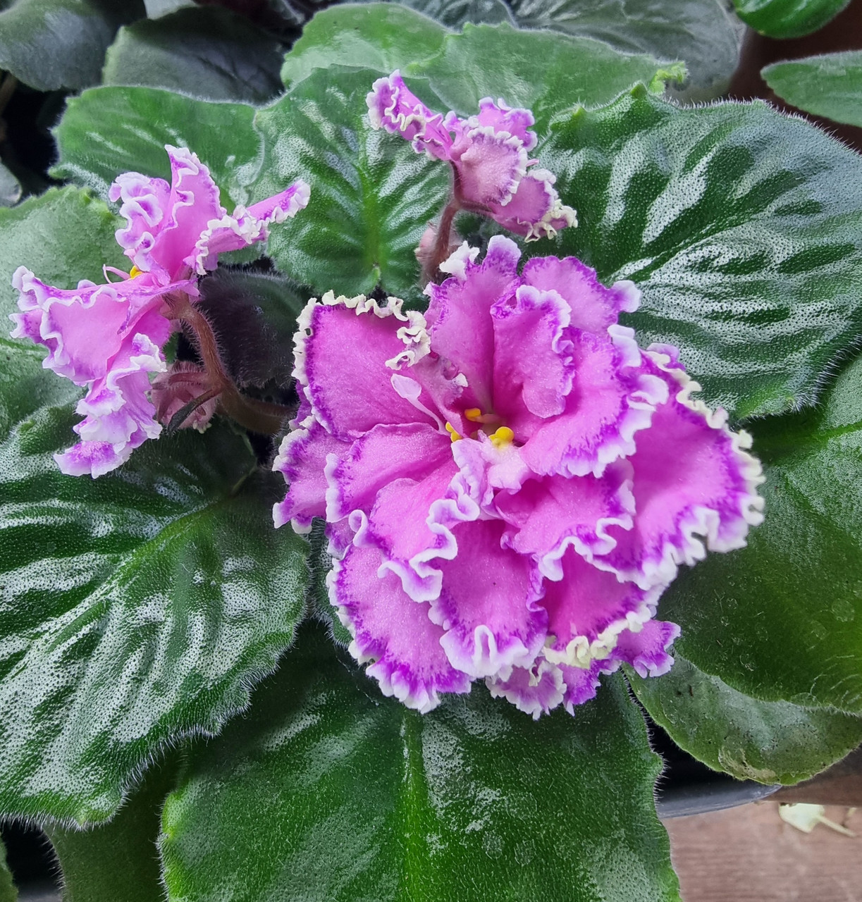 АВ Джолли/ цветущее растение, фото 1