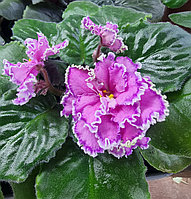 АВ Джолли/ цветущее растение