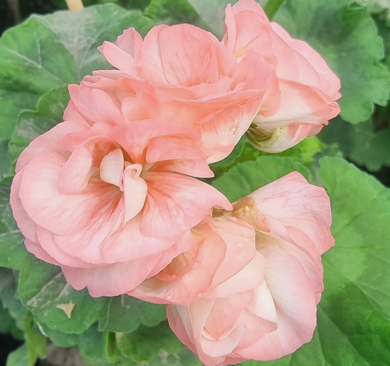 Юзис Морошка/укор.черенок/НОВИНКА!, фото 1