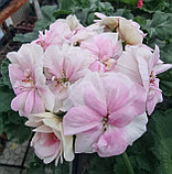 Ю-Ася / зонартик/ укор.черенок, фото 2