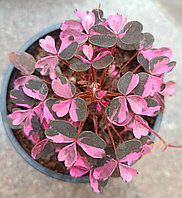 Оксалис Крейзи плам/ укорененный черенок