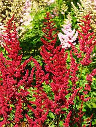 Астильба "Glut" Р12