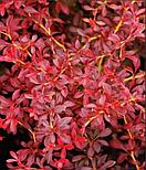 Барбарис тунберга "Red Dream", C2, фото 2