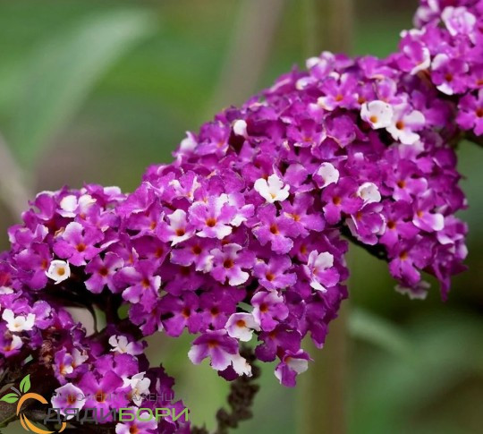 Буддлея давида «Berries & Cream», Р9, фото 1