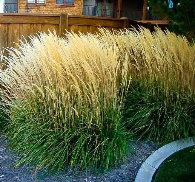 Вейник остроцветковый "Karl Foerster", С2, фото 1