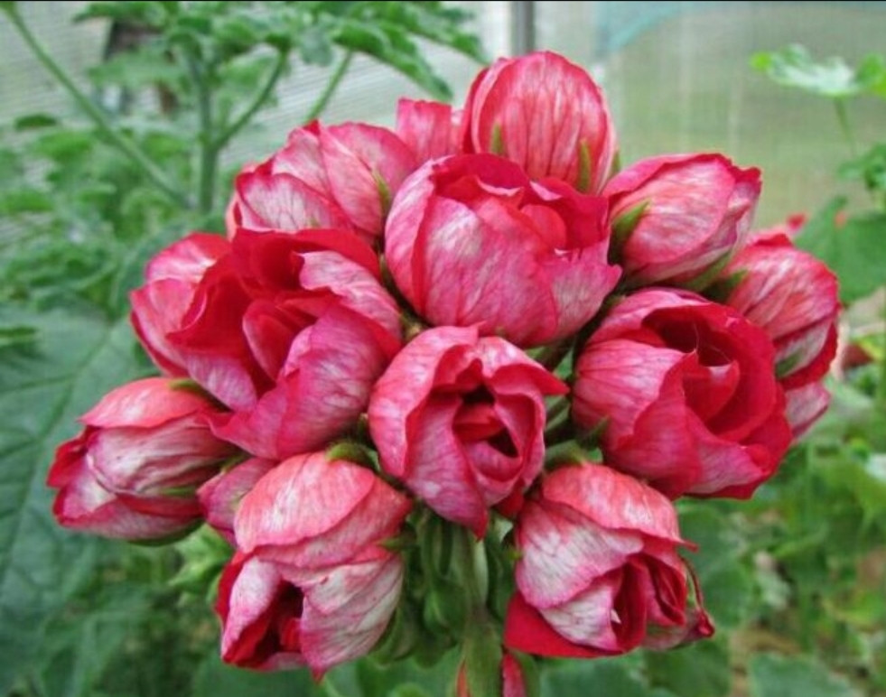 Herma / тюльпановидная/ укор.черенок, фото 1