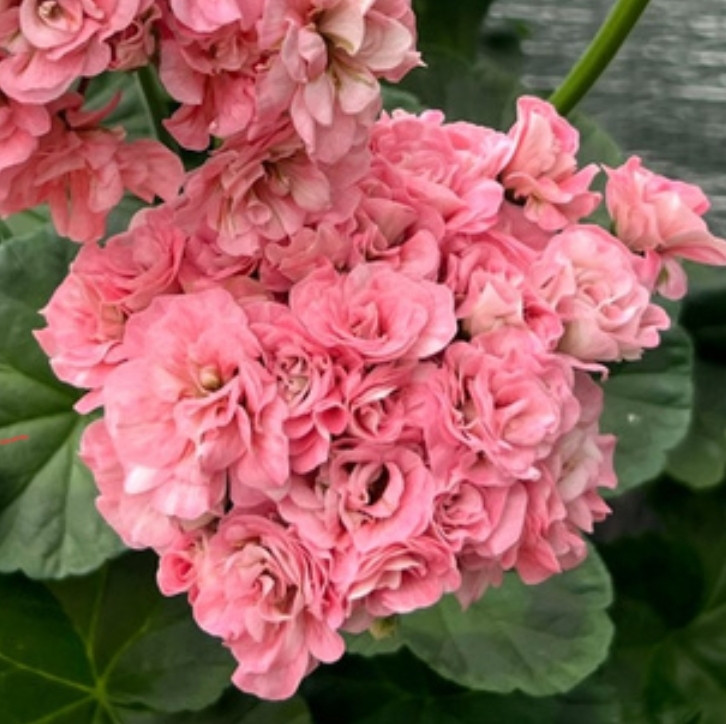 Ирида Мамины Розы / укор.черенок, фото 1