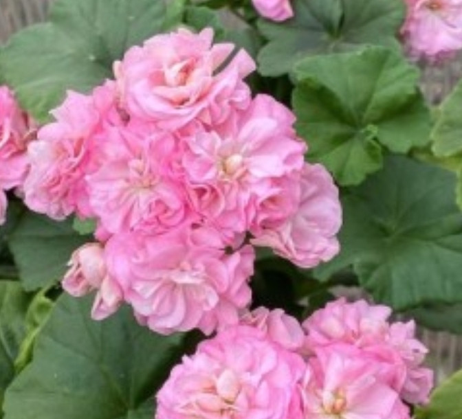 Miss Rose/розебуд / укор.черенок, фото 1