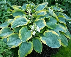 Хоста зибольда Фрэнсис Уильямс (Hosta sieboldiana Frances Williams) С2,5