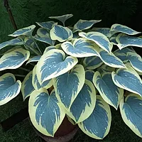 Хоста  гибридная Фирст Фрост (Hosta First Frost) С2,5