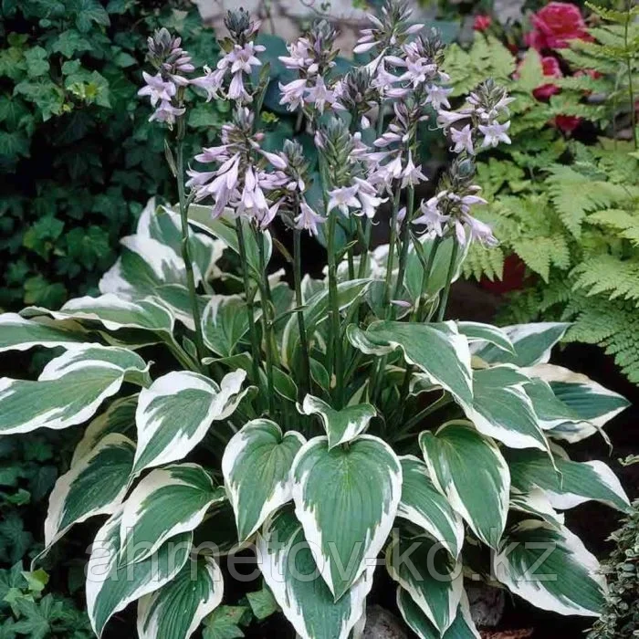 Хоста гибридная Антиох (Hosta hybrida Antioch) C2,5, фото 1