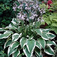 Хоста гибридная Антиох (Hosta hybrida Antioch) C2,5