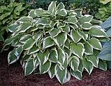 Хоста гибридная Антиох (Hosta hybrida Antioch) C2,5, фото 2