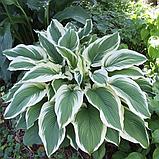 Хоста гибридная Антиох (Hosta hybrida Antioch) C2,5, фото 3