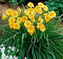 Лилейник гибридный Стелла Д Орро (Hemerocallis  Stella D Orro) С2