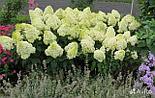Гортензия метельчатая «Limelight», С5, фото 3