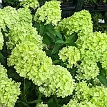 Гортензия метельчатая «Mojito», С5, фото 2