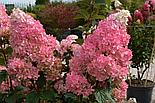 Гортензия метельчатая «Sundae Fraise», Р12, фото 3