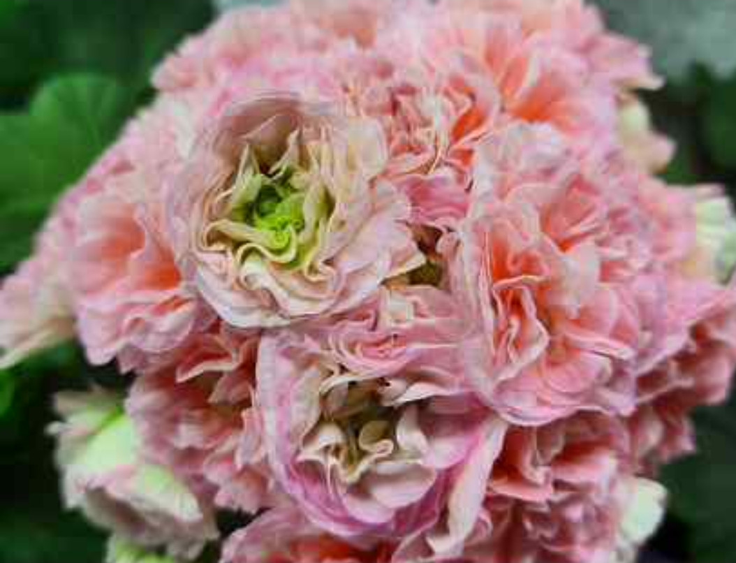 ЮВ 14:21/ укор.черенок НОВИНКА!, фото 1