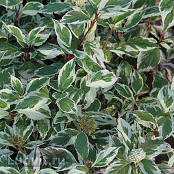 Дерен белый Sibirica Variegata С1