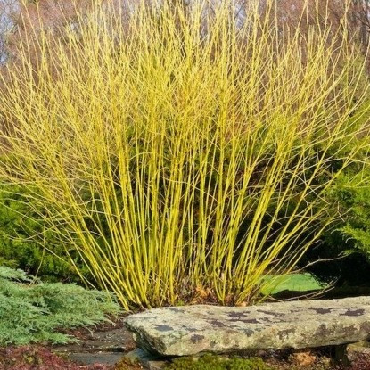 Дерен белый Flaviramea С1, фото 1