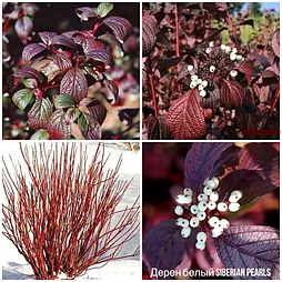 Дерен белый Siberian Perls С1