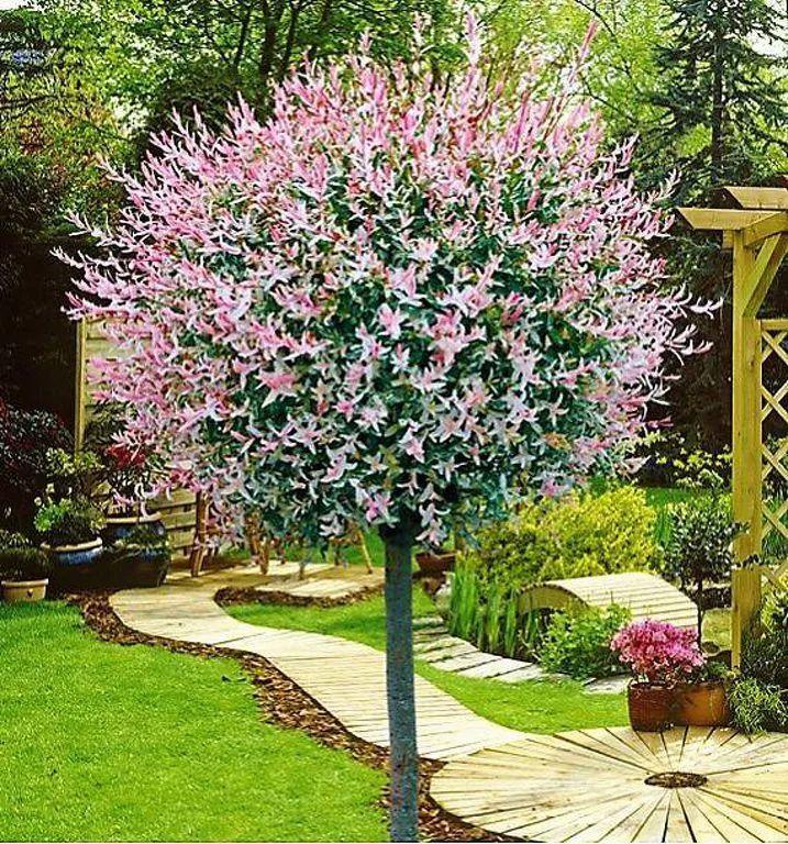 Ива Hakuro-Nishiki 100 см штамб С4, фото 1