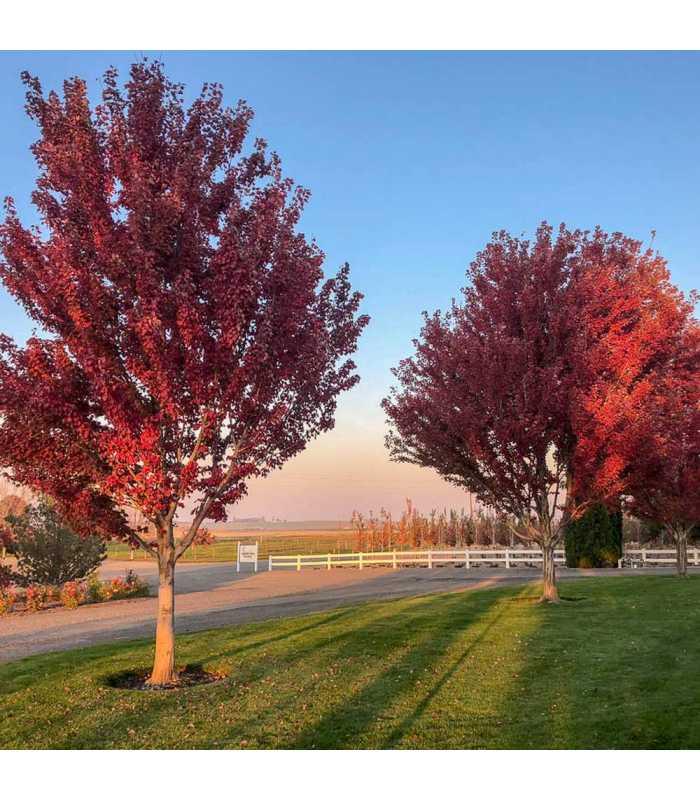 Клен красный Brandywine 150-175 см 12л, фото 1