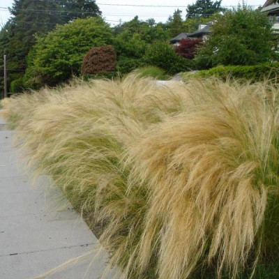 Ковыль тончайший «Pony tails», С2, фото 1