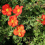 Лапчатка Marian Red Robin Р9, фото 3