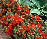 Лапчатка Marian Red Robin Р9, фото 5