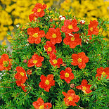 Лапчатка Marian Red Robin Р9, фото 4