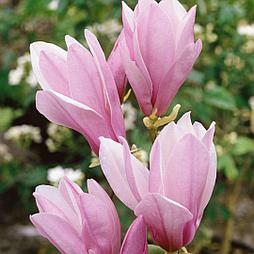 Магнолия George Henry Kern 100+ см С18