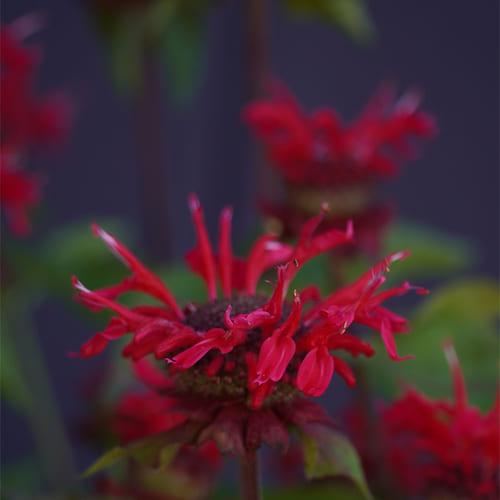 Монарда Be Happy  Р12, фото 1