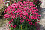 Монарда Be Happy  Р12, фото 5