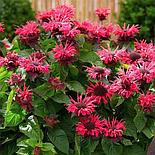 Монарда Be Happy  Р12, фото 4