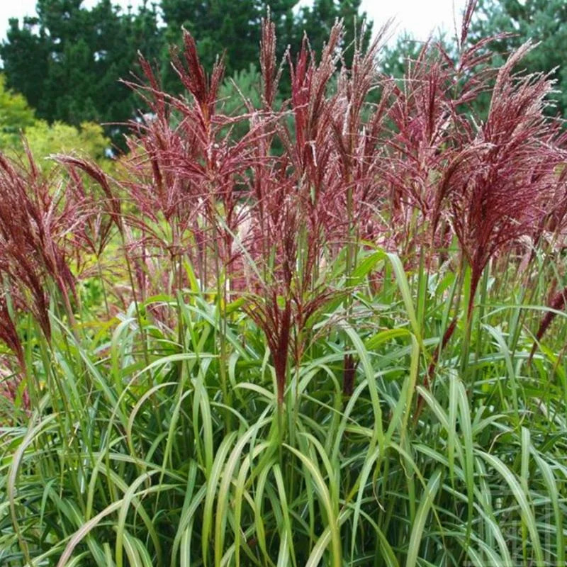Мискантус китайский Ruby Cute, Р12, фото 1