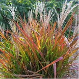 Мискантус китайский Ruby Cute, Р12, фото 3