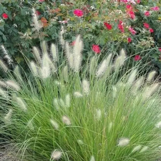 Пеннисетум Little Bunny Р12, фото 1