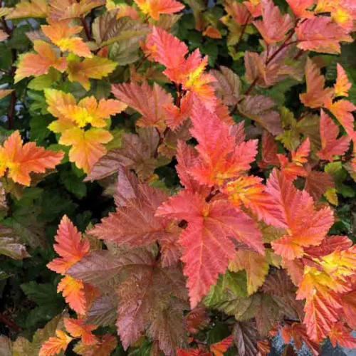 Пузыреплодник Magic Ball 30-50 см 2-3 ветки , (ОКС), фото 1