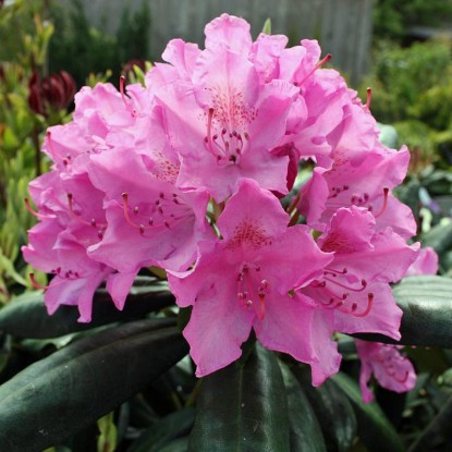 Рододендрон Roseum Elegance С2, фото 1