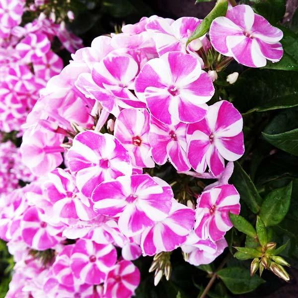 Флокс Bambini Candy Crush Р9, фото 1