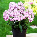 Флокс Bambini Candy Crush Р9, фото 2